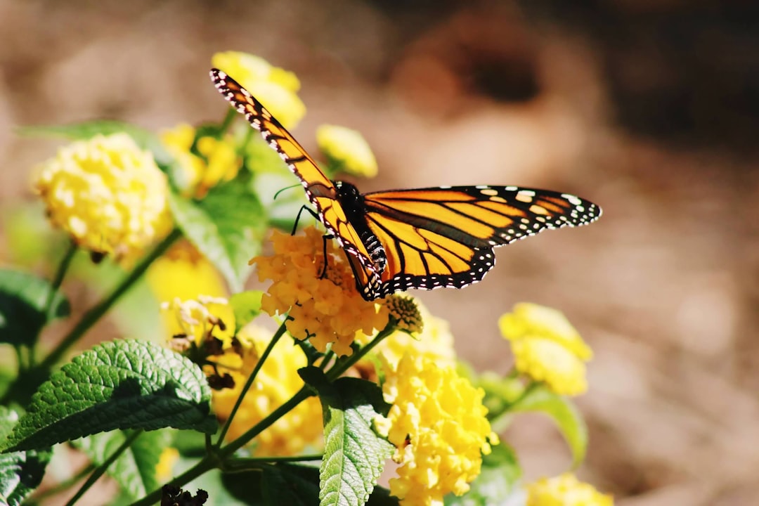 Welcome to Chincoteague Bay Trails End Association Homeowners Association!